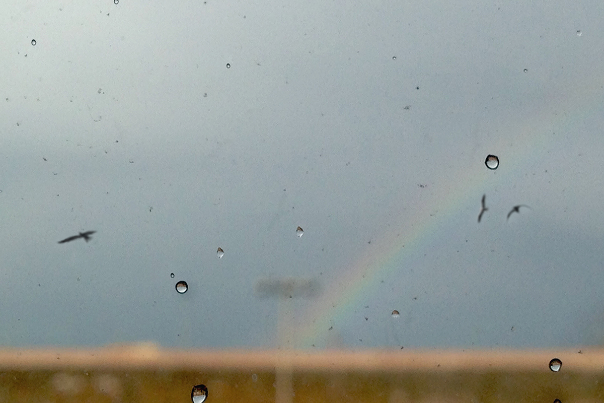 home chiara vettraino